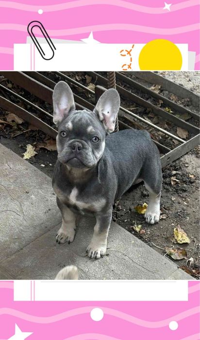 Милая французик девочка голубая