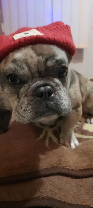 Француский бульдог вязка