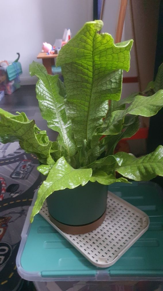 Ogromna paproć asplenium crocodylus