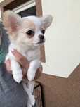 Dziewczynka chihuahua FCI xxs