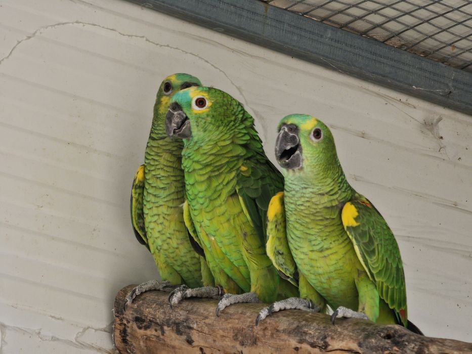Amazonas aestiva