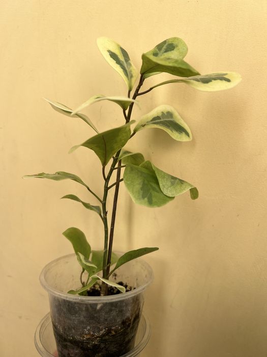 Фікус коконат крем алі амстел голд