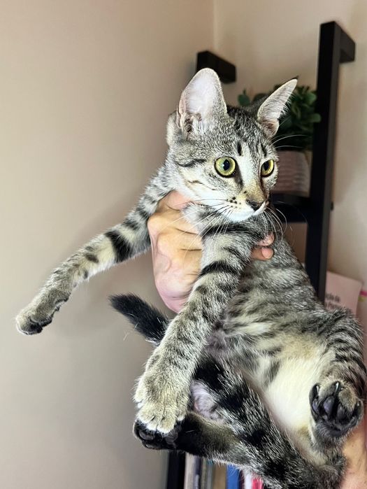 Gatinha 4/5 meses para adoção responsável