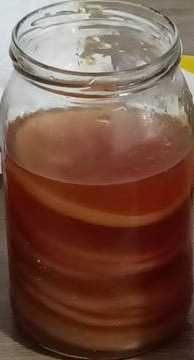 Kombucha starter grzyb herbaciany scoby