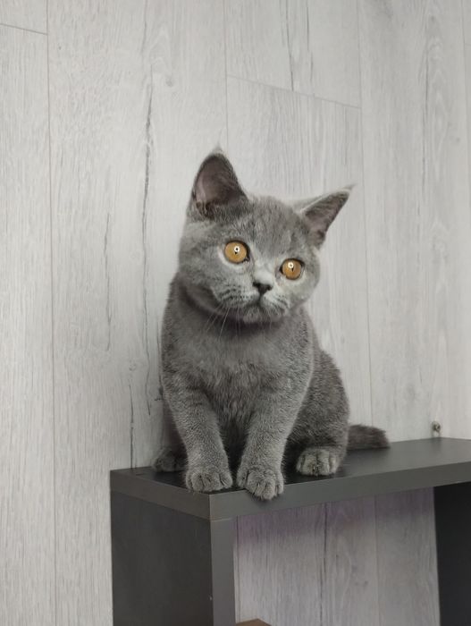 Чистокровна шотландська принцеса -прямовушка з ВАКЦИНАЦІЄЮ