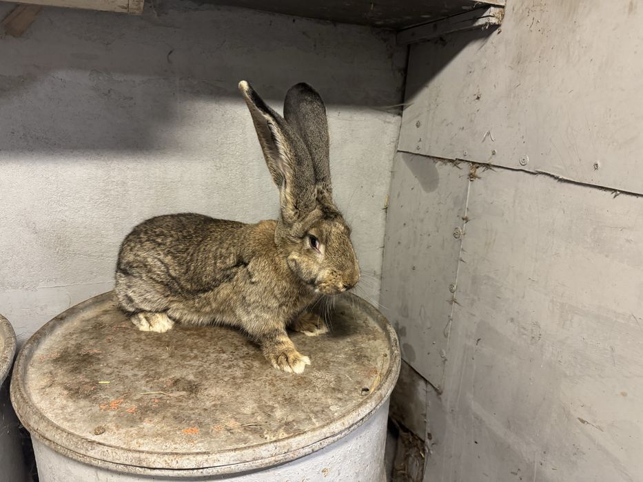 Olbrzym belgijski szary samce 2 sztuki 5.2kg