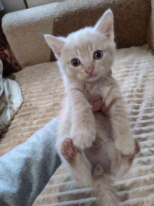 кошеняти безкоштовно!