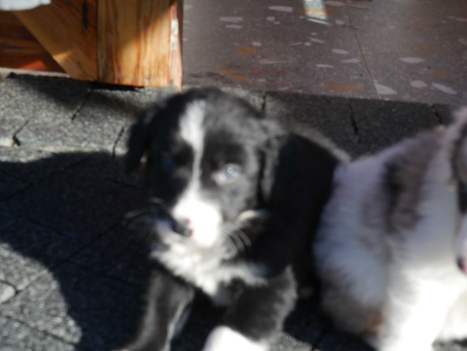 Border Collie - Piesek