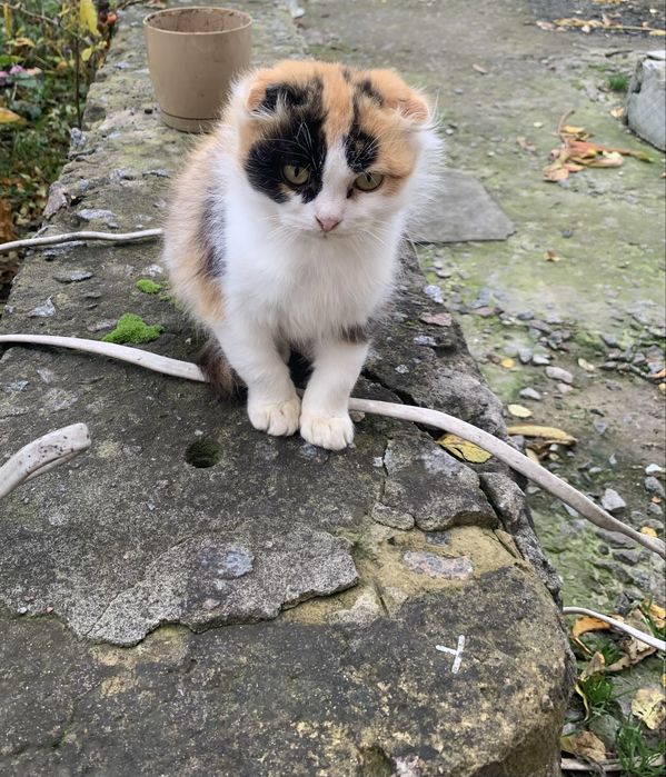 Безкоштовно висловухі котики.