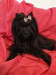 Suczka Black  Yorkshire terrier ,nie Biewer .