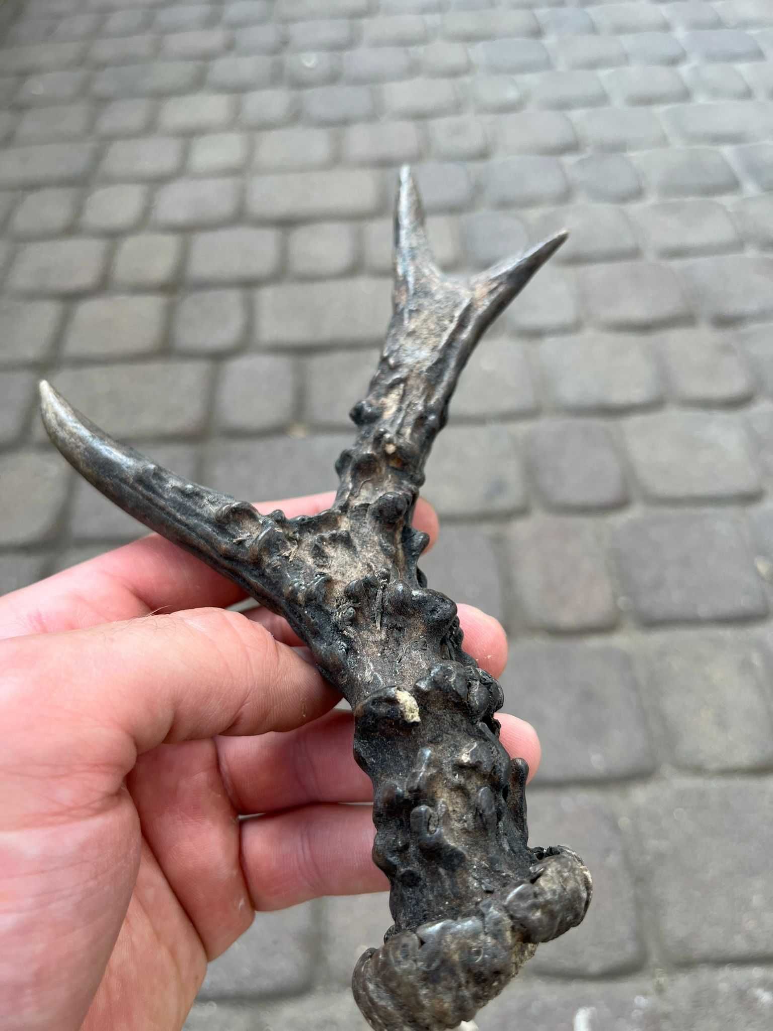 Parostki kozła/poroże