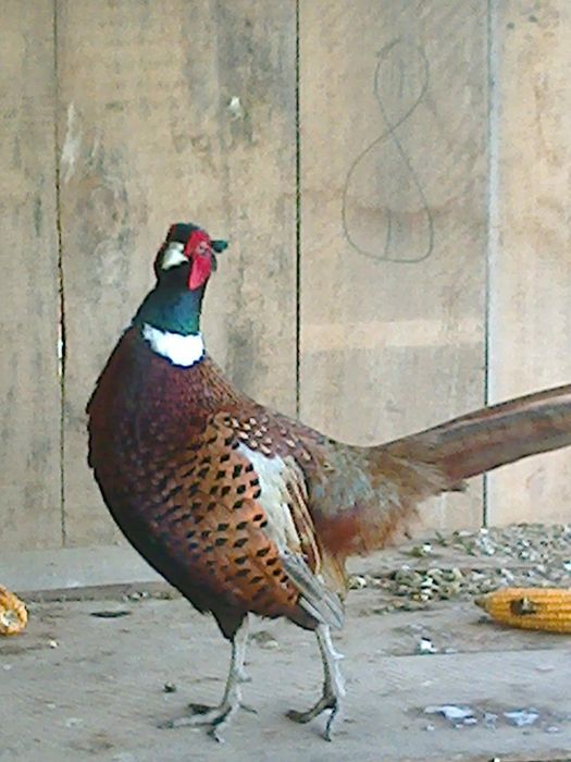 Продам фазани мисливські