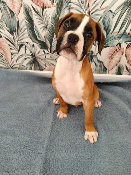 Bokser szczenię -piesek