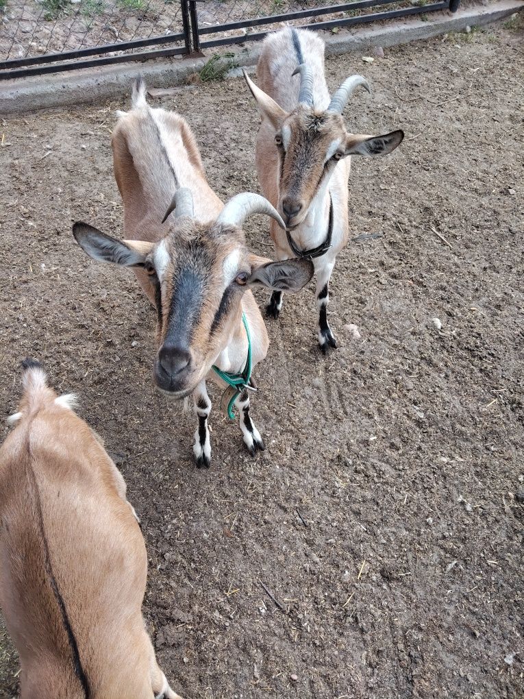 3 kozy sprzedam/zamienię