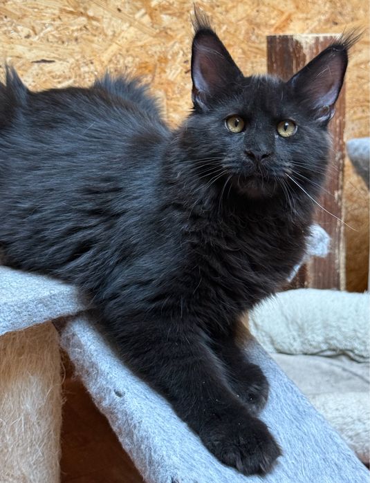 Cudny czarny kocurek Maine Coon