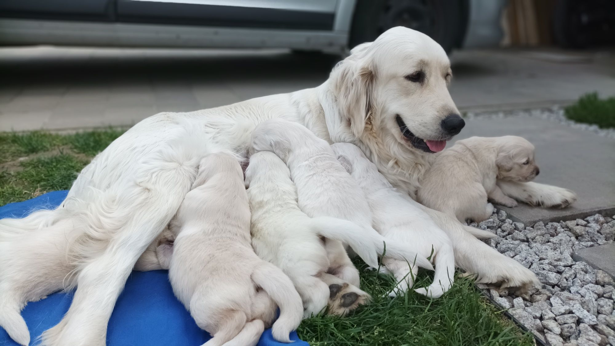 Golden Retriever piesek