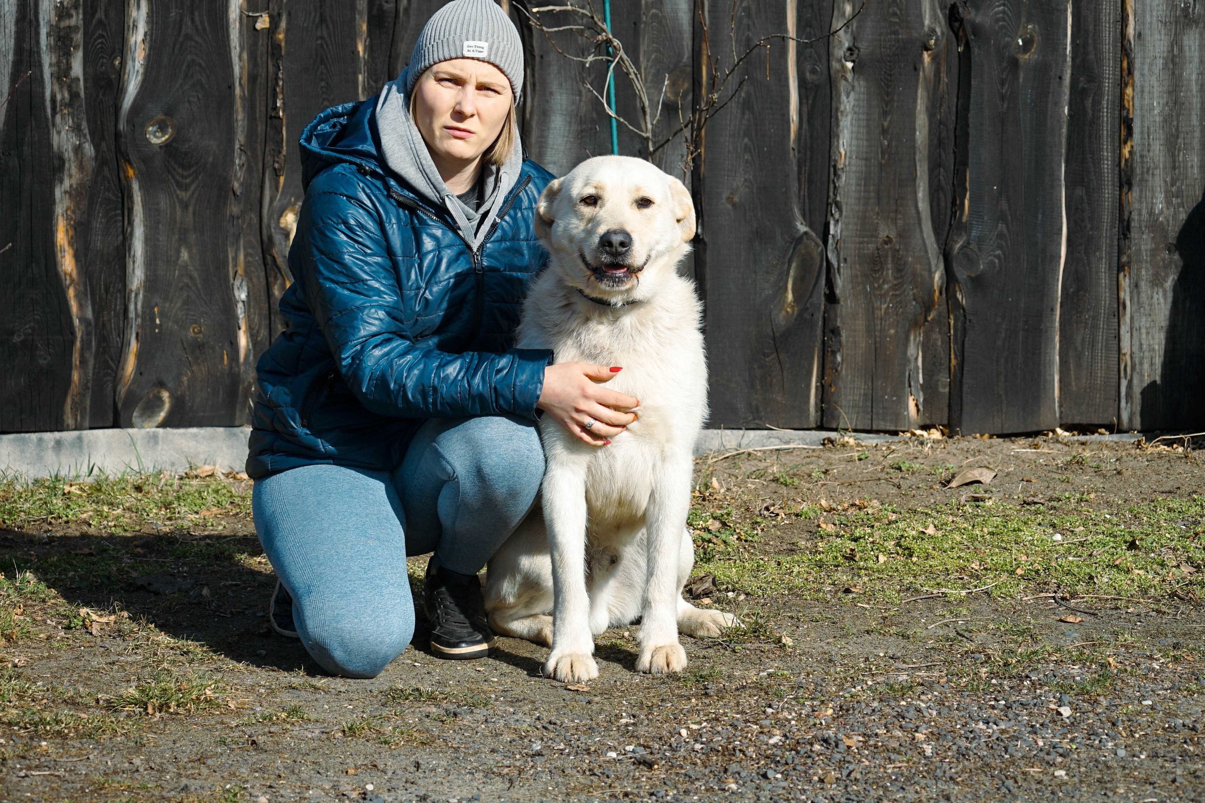 LESZEK - piękny pies w typie labrador
