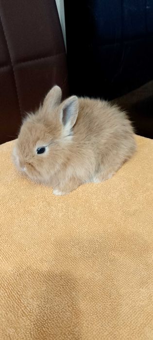 Króliczki miniaturki oswojone