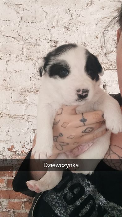 Pieski do oddania (na następnych zdjęciach są wolne pieski do oddania)