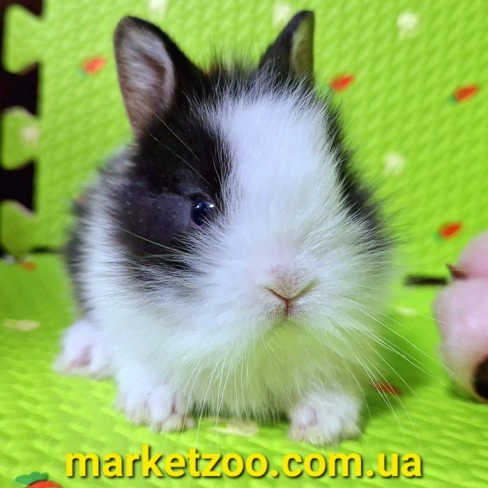 Миниатюрный львиноголовый малышь