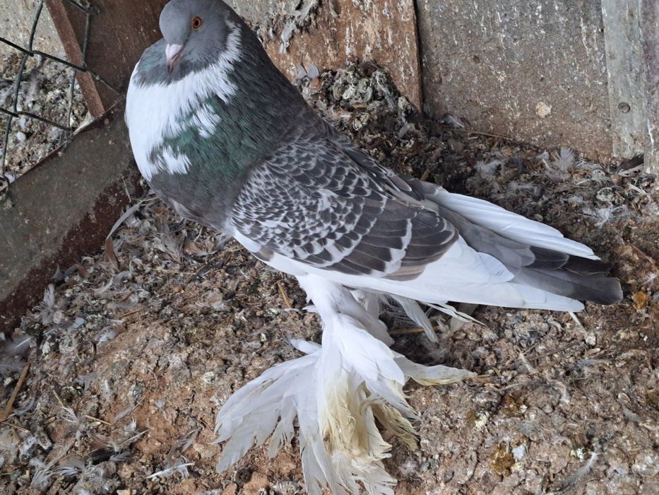 Garlacze pomorskie garlacz samica perłowy groch