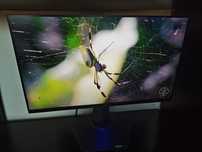 Monitor Dell S2522HG 24.5" 1920x1080 Full HD 240Hz 1080p IPS 1 ms
