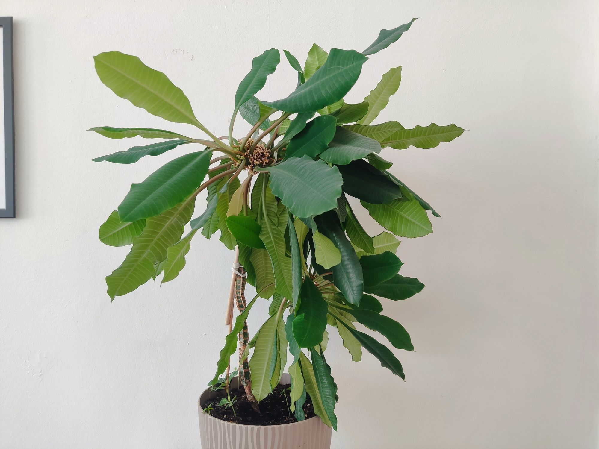 Wilczomlecz Białounerwiony (Euphorbia leuconeura) - nasiona
