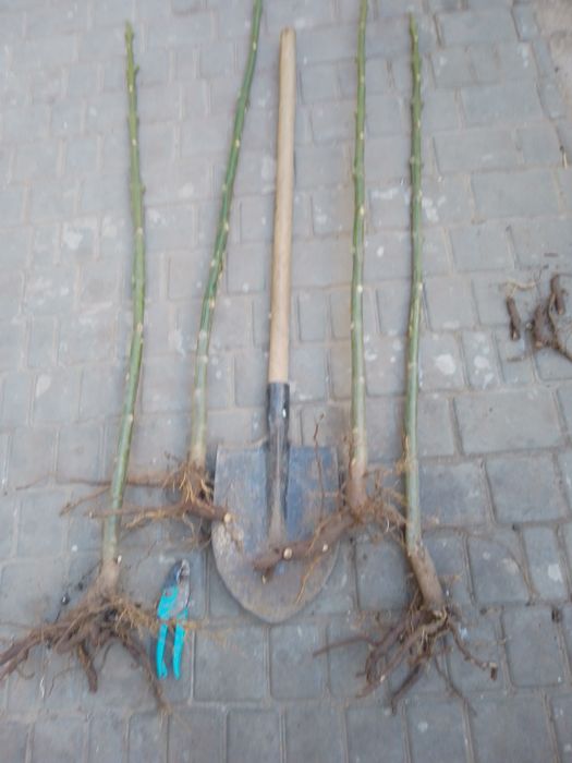 Павловния.Павловнія. Річні саджанці сортів Войлочна,ШанТонг,ПаоТонгZ07