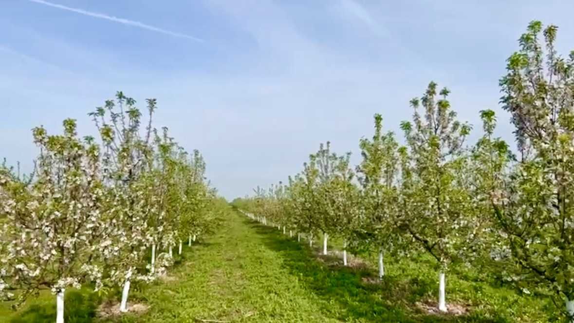 Продаж земельної ділянки, с. Малі Геївці (Закарпатська обл.)