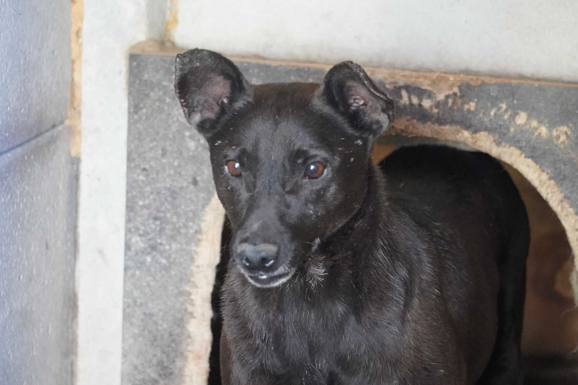 Bornit - niewielki kundelek do adopcji