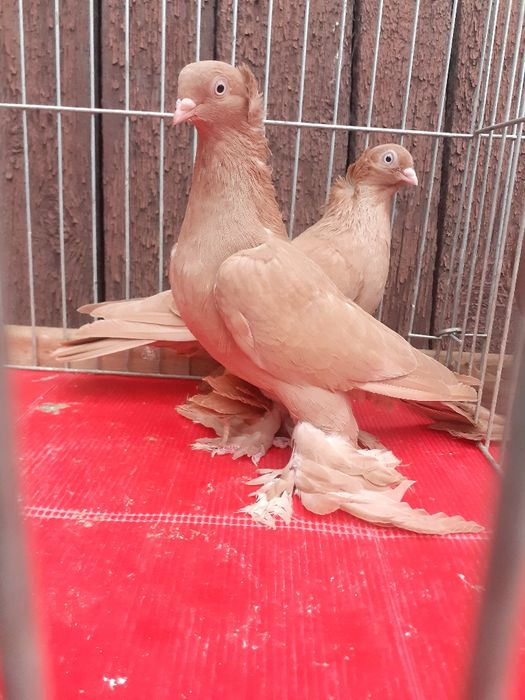 Wywrotki wschodniopruskie gołębie ozdobne