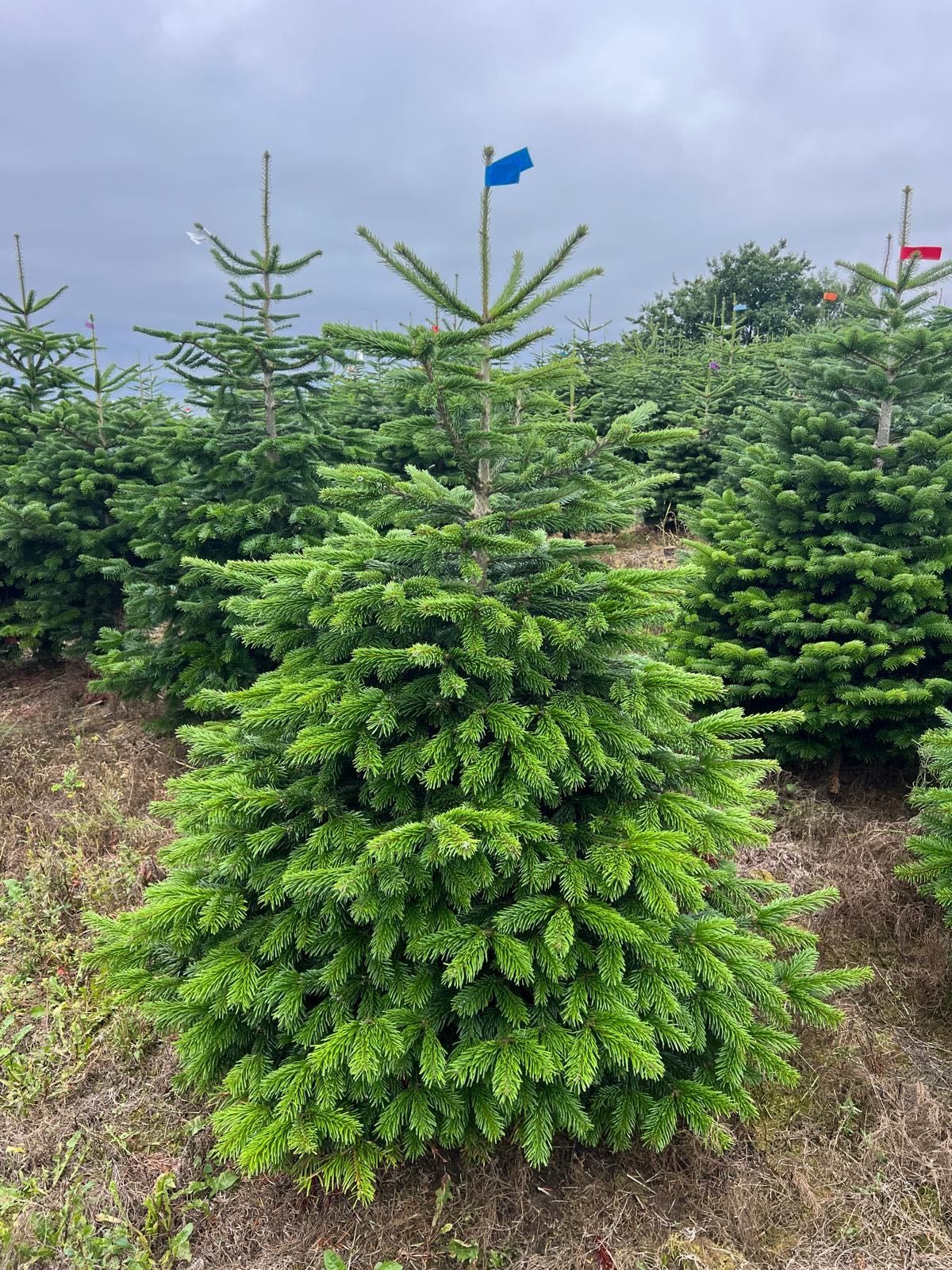 Jodła Kaukaska Cięta 150-220 cm DUŻE ILOŚCI
