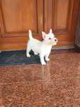 West Highland White Terrier-Suczka