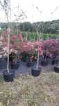 Lagerstroemia "Bez Południa" sadzonki w doniczkach 30l