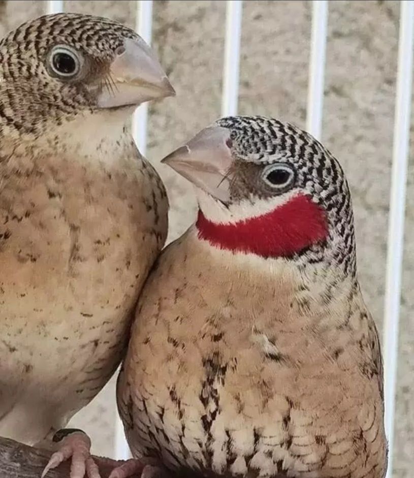 Aves Diamante gould