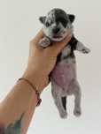 Chihuahua chłopiec