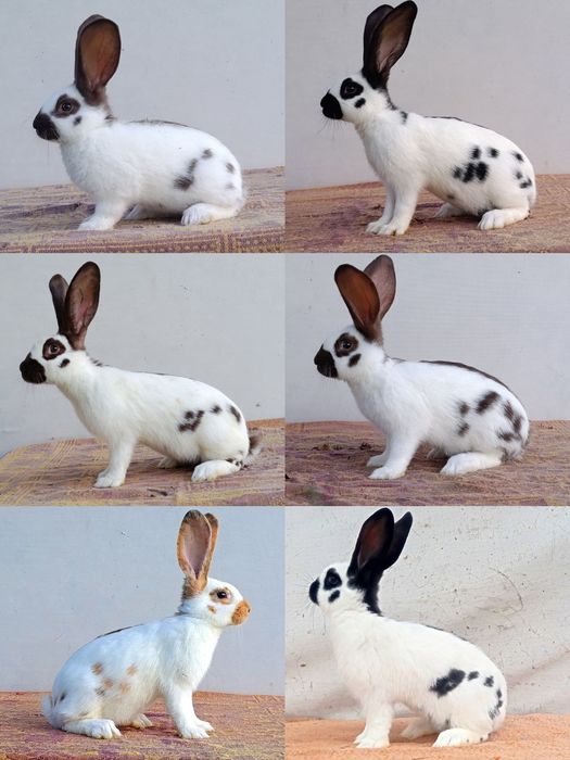 Німецький строкач