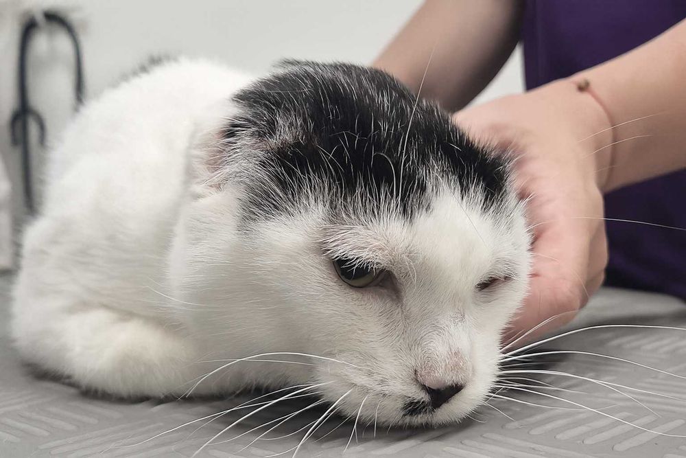 Poznań i okolice - kocurek Adolfik szuka domu