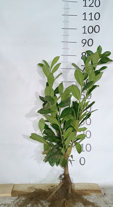 Laurowiśnia novita , caucasica , rotundifolia 40-120cm