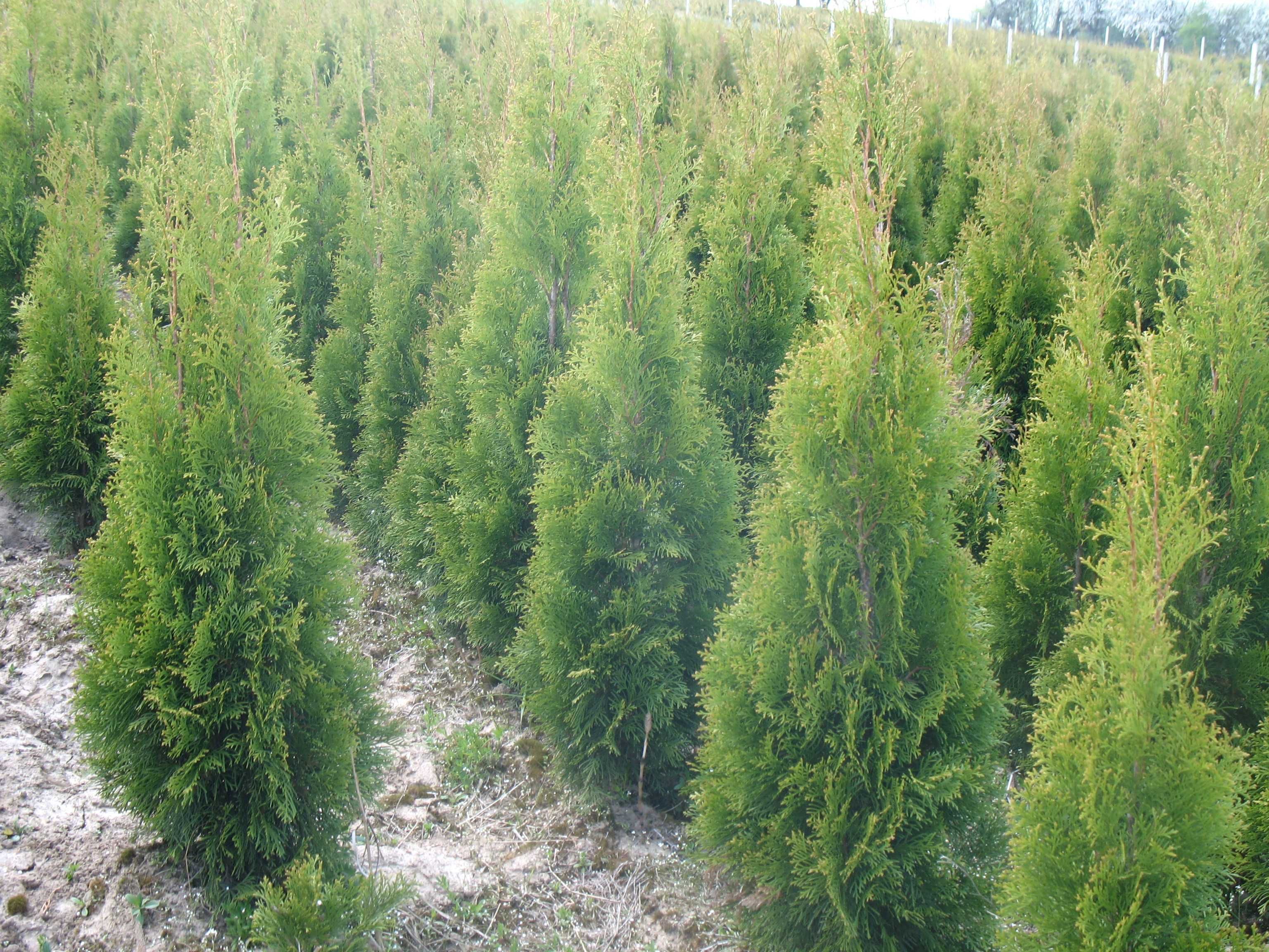 Tuja szmaragd 160 cm, smaragd, tuje, thuja, krzewy ozdobne, iglaki