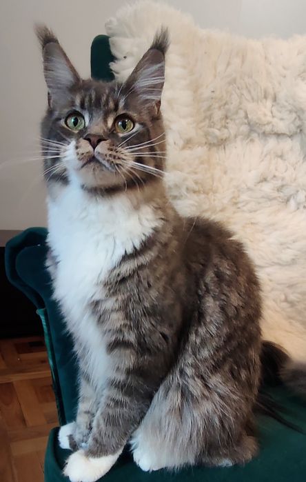 Maine Coon niebieski pręgowany kocurek rodowód FPL
