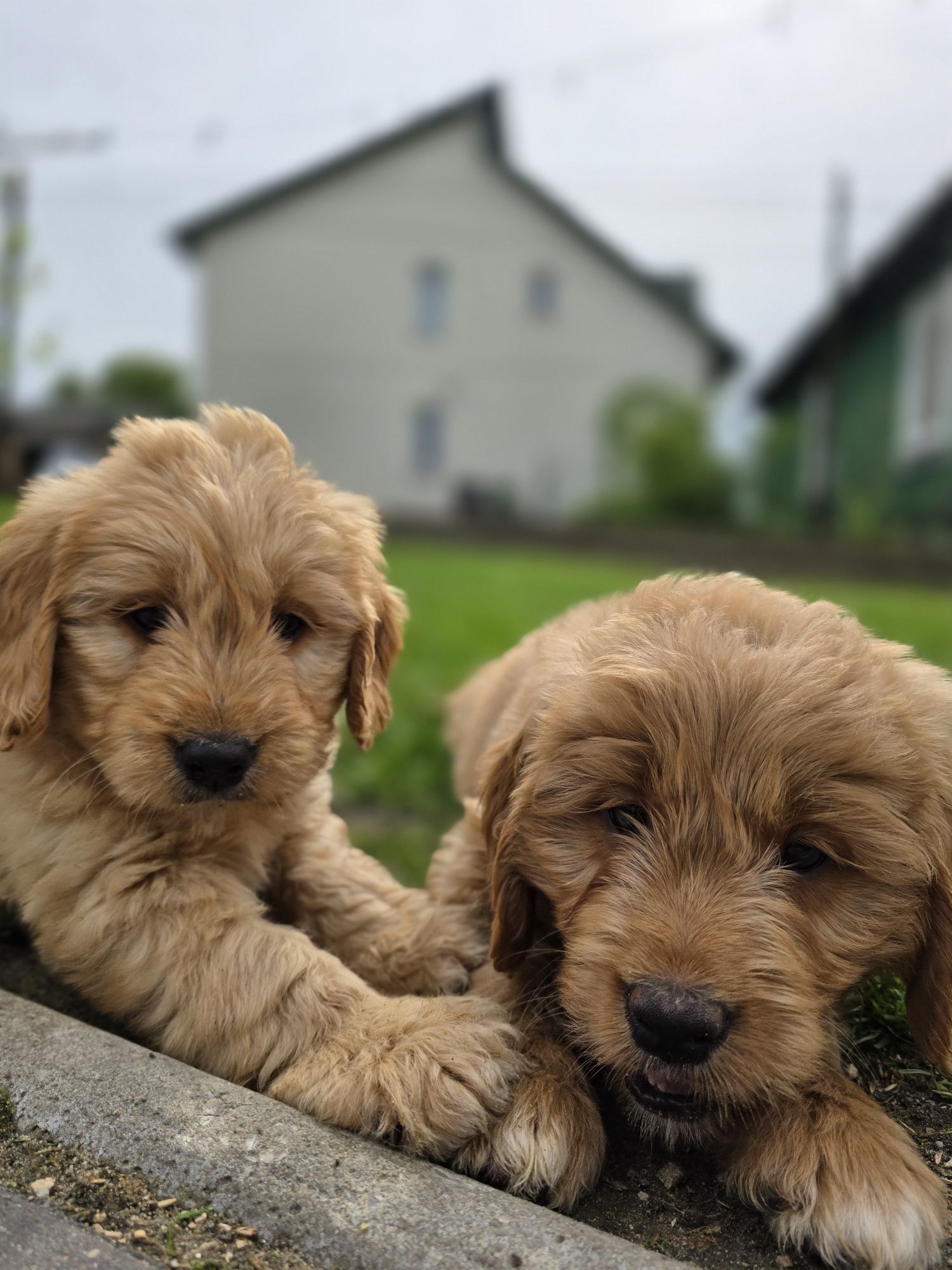 Goldendoodle piesek f1