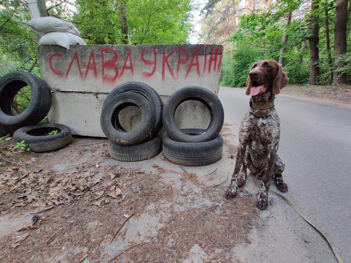 Німецький Курцхаар для в'язки