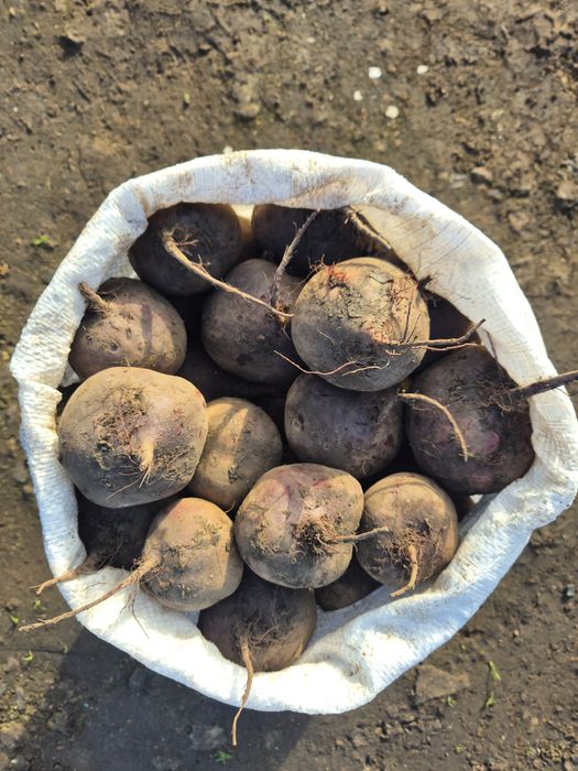 Продам буряк ОПТ