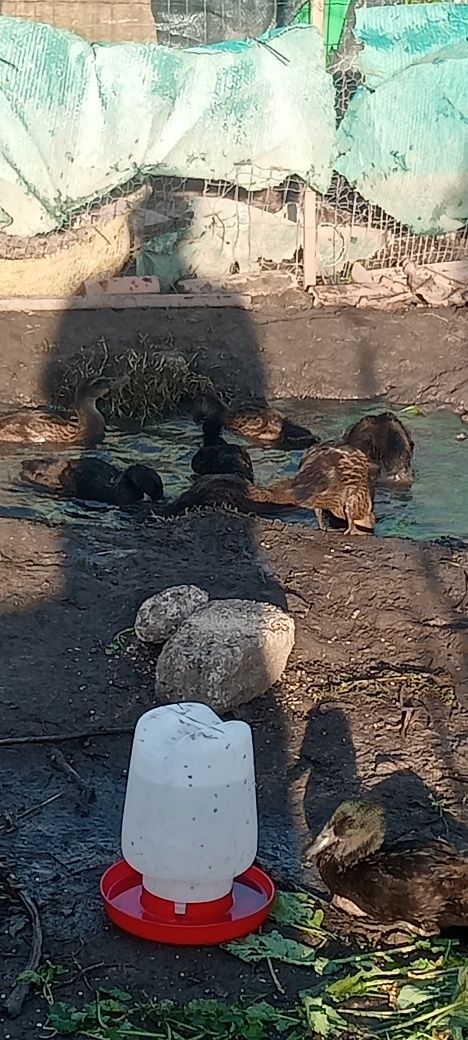 Patos lindíssimos,vários casais