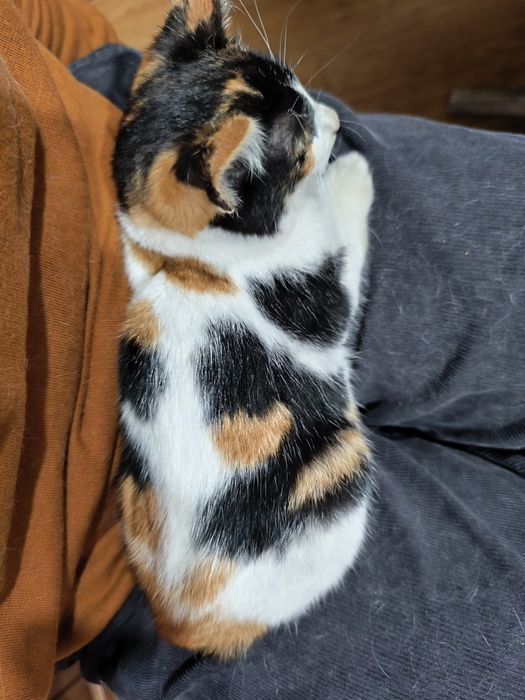 Adoção responsável gatinha