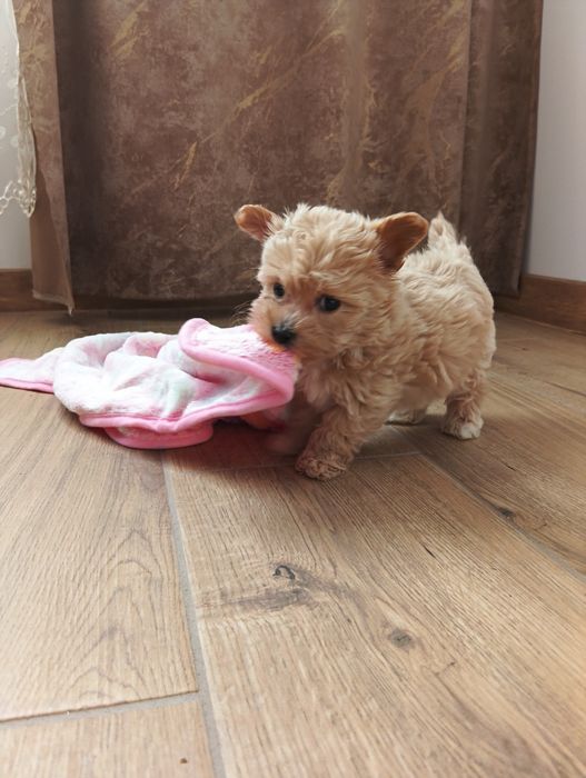 Maltipoo - suczka