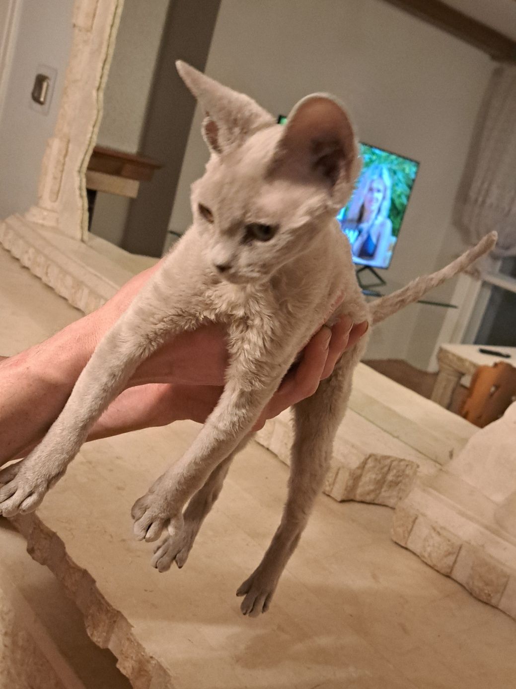 Devon rex kocurek liliowy bez kastracji