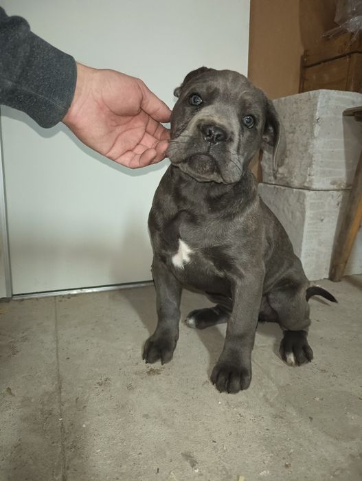 Suczka  Cane Corso