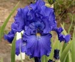 сортові  квіти  іриси, кала, лілейники  та флокс з особистої колекції.